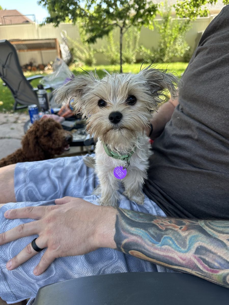 18 Month Tiny Female Yorkie 