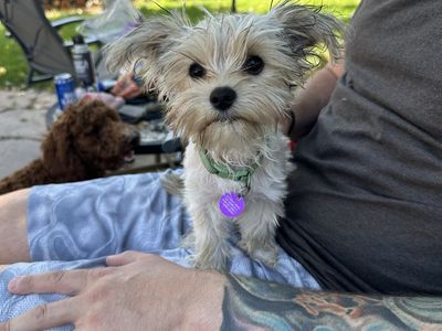18 Month Tiny Female Yorkie