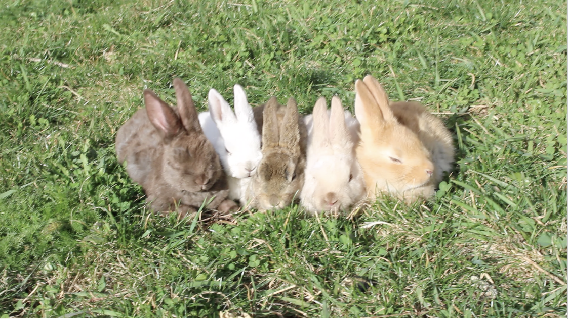 Easter Bunnies Rex/Perflee Mix