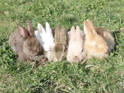 Easter Bunnies Rex/Perflee Mix