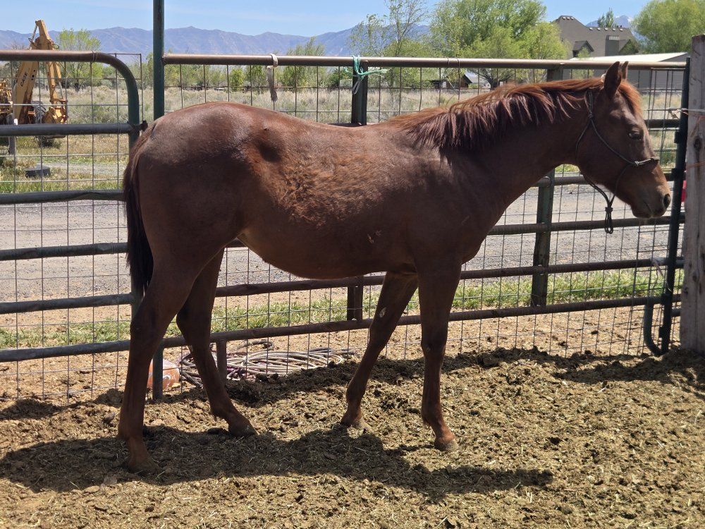 yearling AQHA nu chex to cash/ freckles merada mare