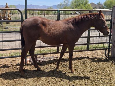yearling AQHA nu chex to cash/ freckles merada mare