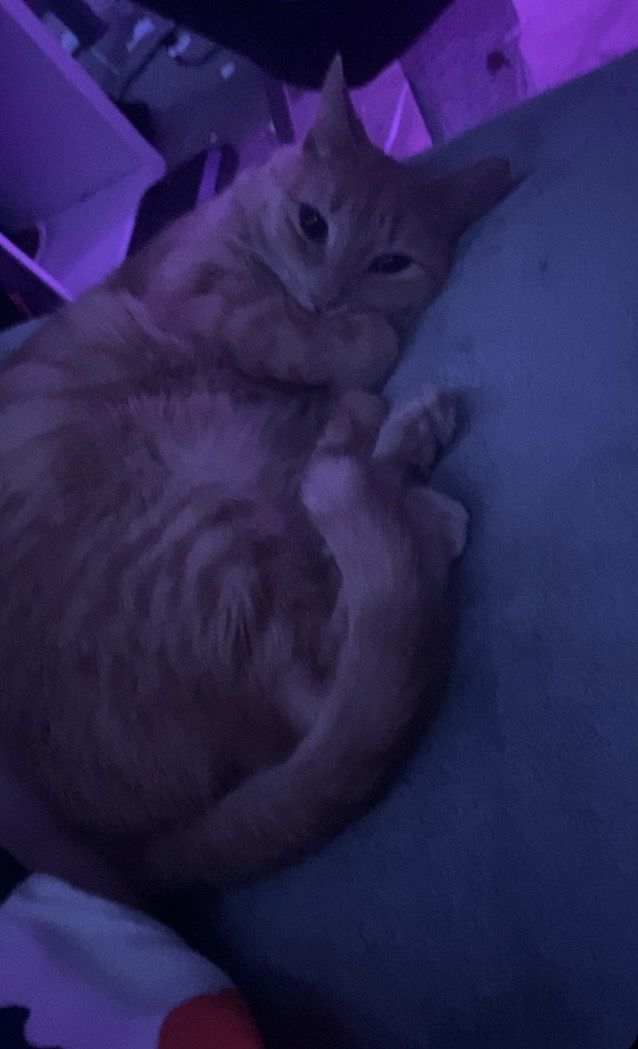 Orange female and calico female