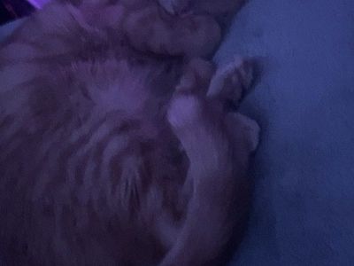 Orange female and calico female