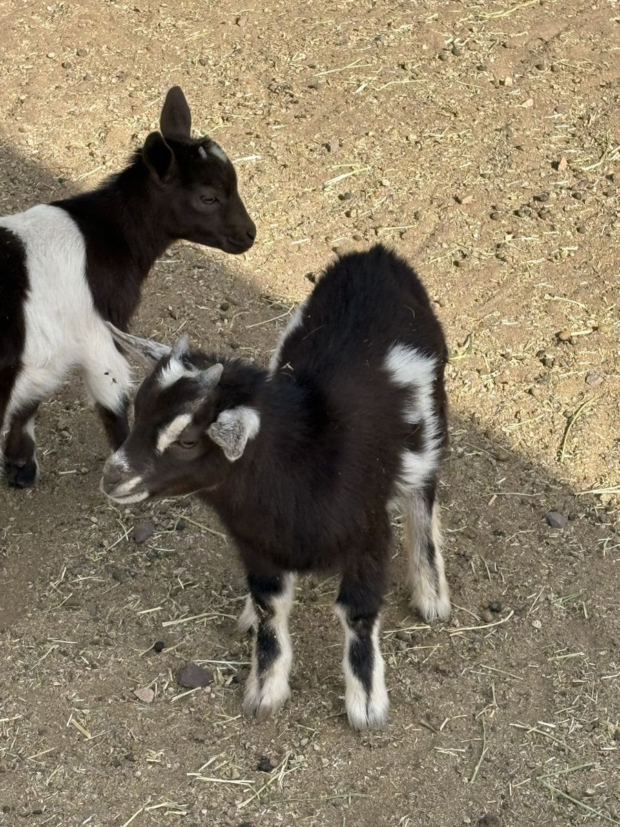 Pygmy goat buckling