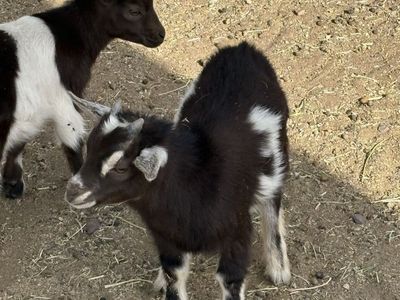 Pygmy goat buckling