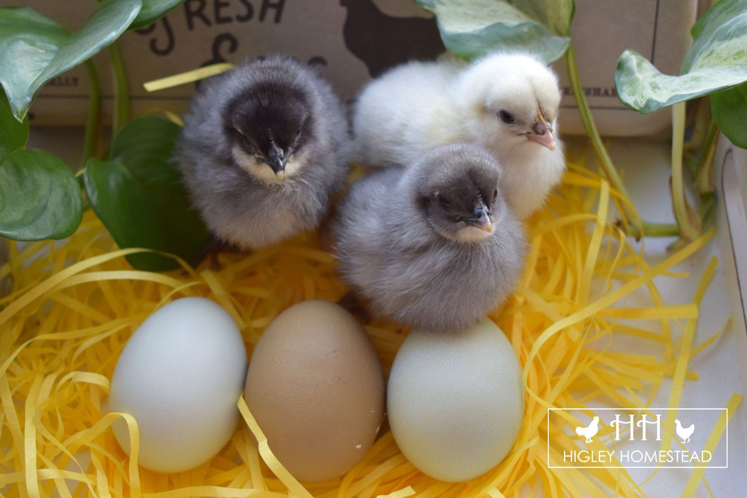 Silverudds Blue Chicks for Sale!