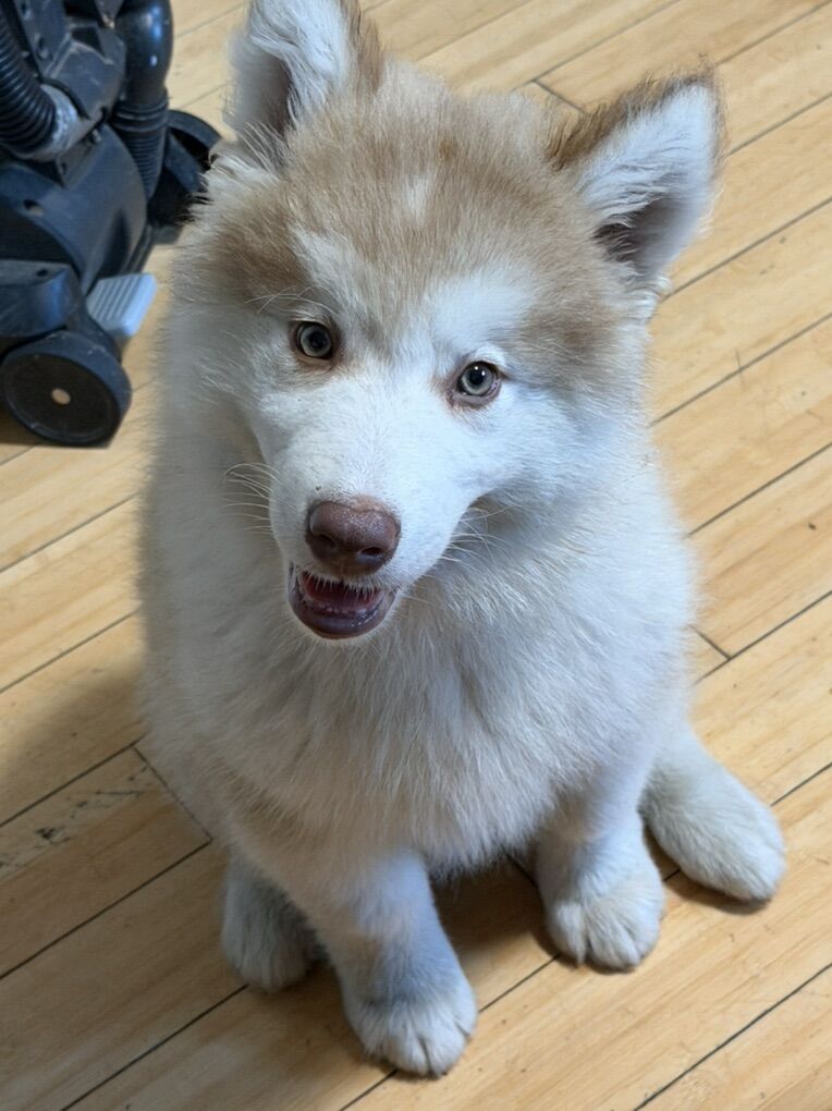 Alaskan Malamute Pup/NOT Siberian Husky
