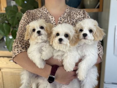 Cavachon - Bichon Frise / King Charles Cavalier