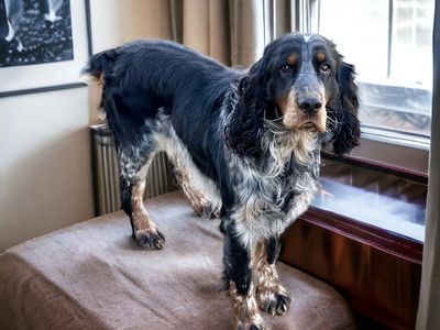 3 AKC English Springer Spaniel Puppies Left!! – European & Bench Lines