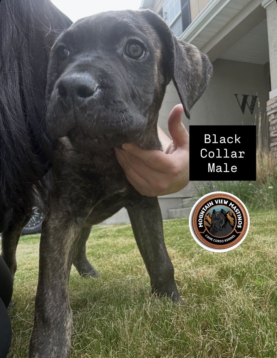 Dual registered (AKC & ICCF) Cane Corso Puppies!