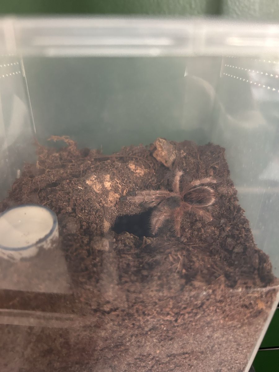 Grammostola Maule Sling Tarantula