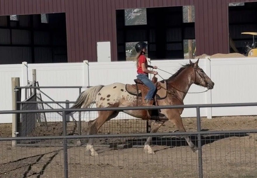 Horse lessons available from my 12 year old daughter.
