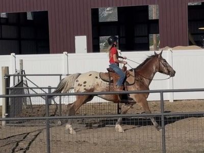 Horse lessons available from my 12 year old daughter.