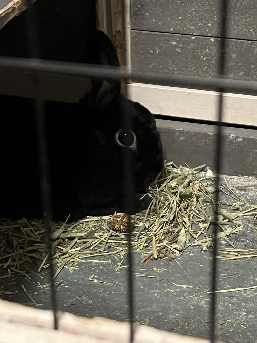 Bunny and kennel for free