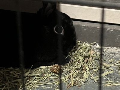Bunny and kennel for free