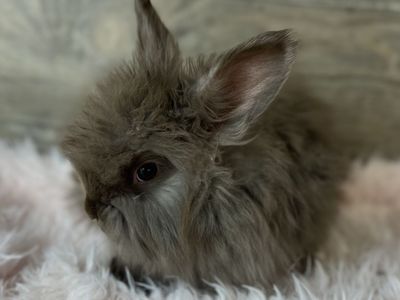 Precious Pedigreed English Angora kits