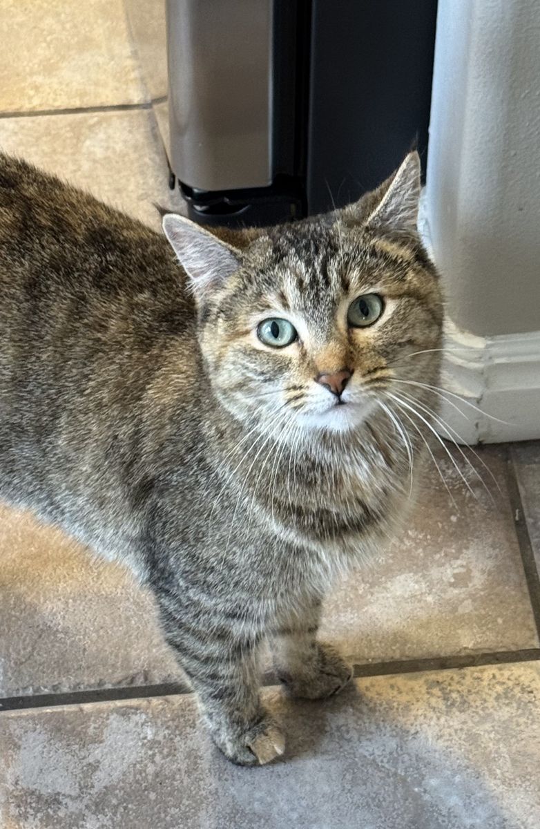 Pretty Kitty Needs a New Home