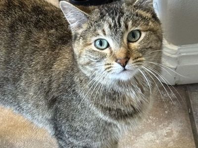 Pretty Kitty Needs a New Home