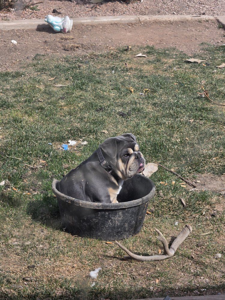Female Blue Tri English Bulldog