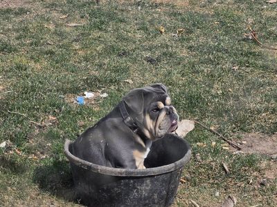 Female Blue Tri English Bulldog