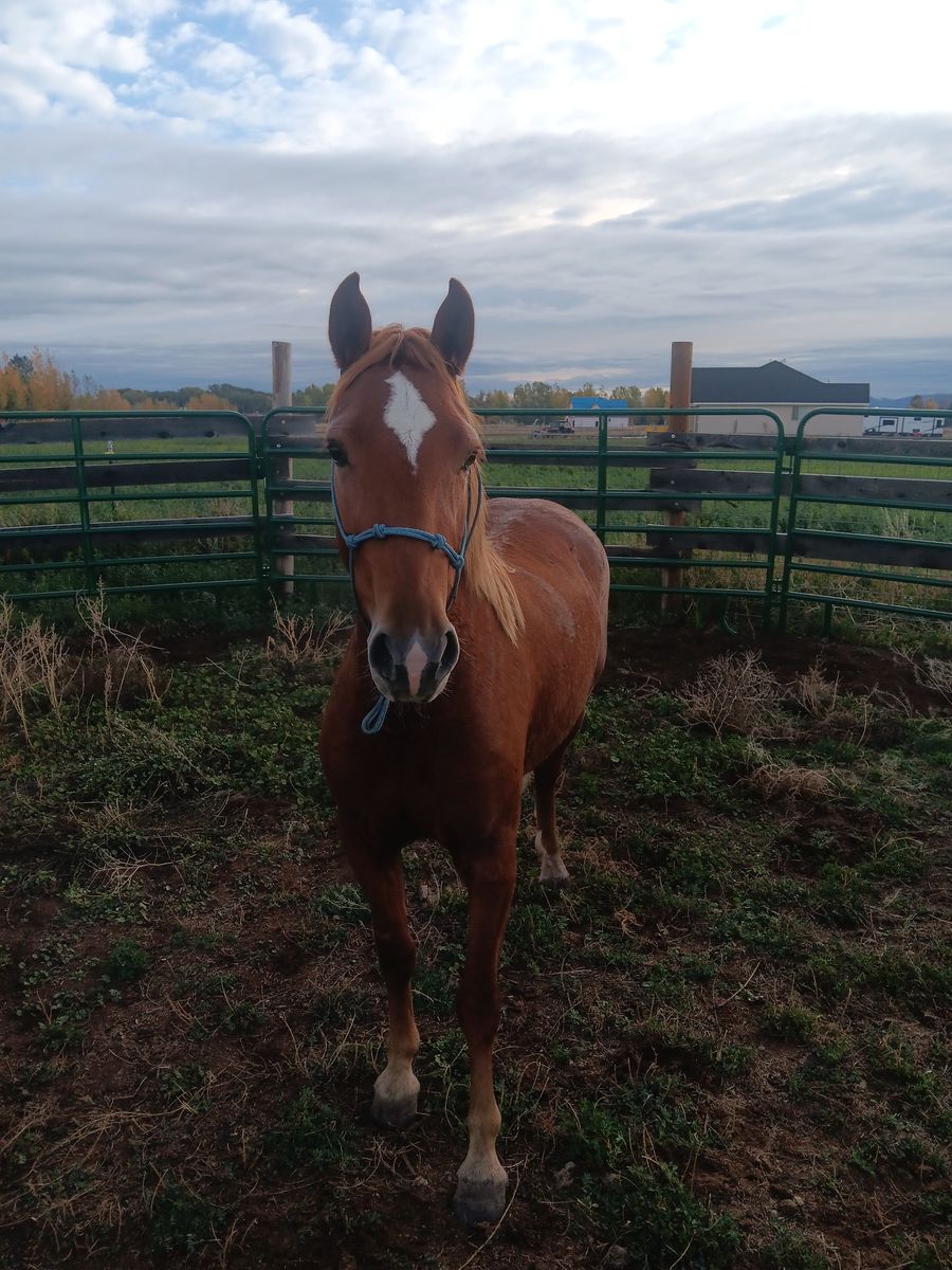 Grade filly for sale...