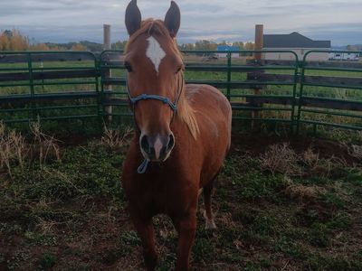 Grade filly for sale...