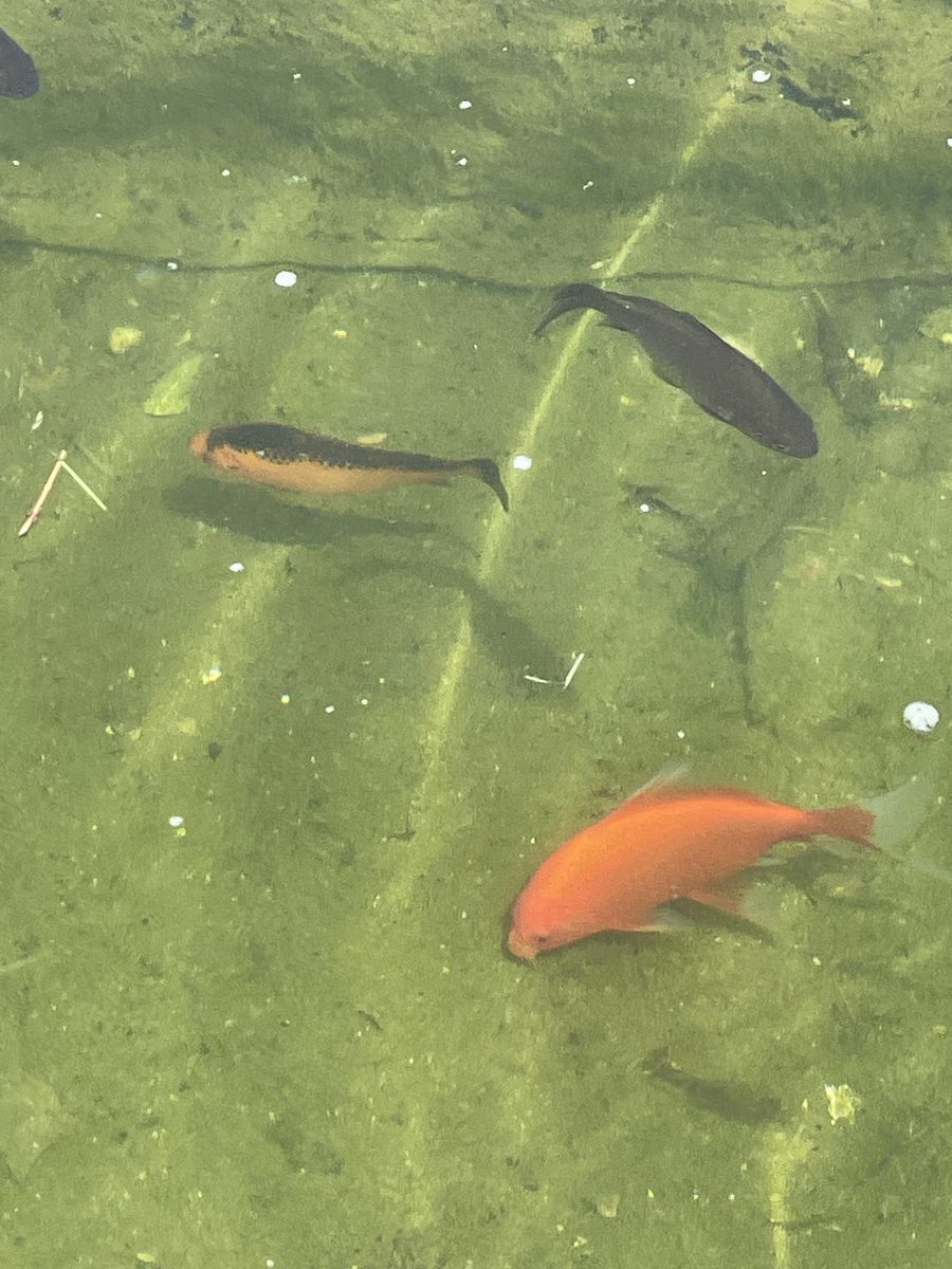 Pond goldfish