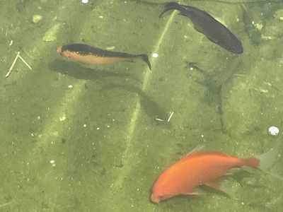 Pond goldfish