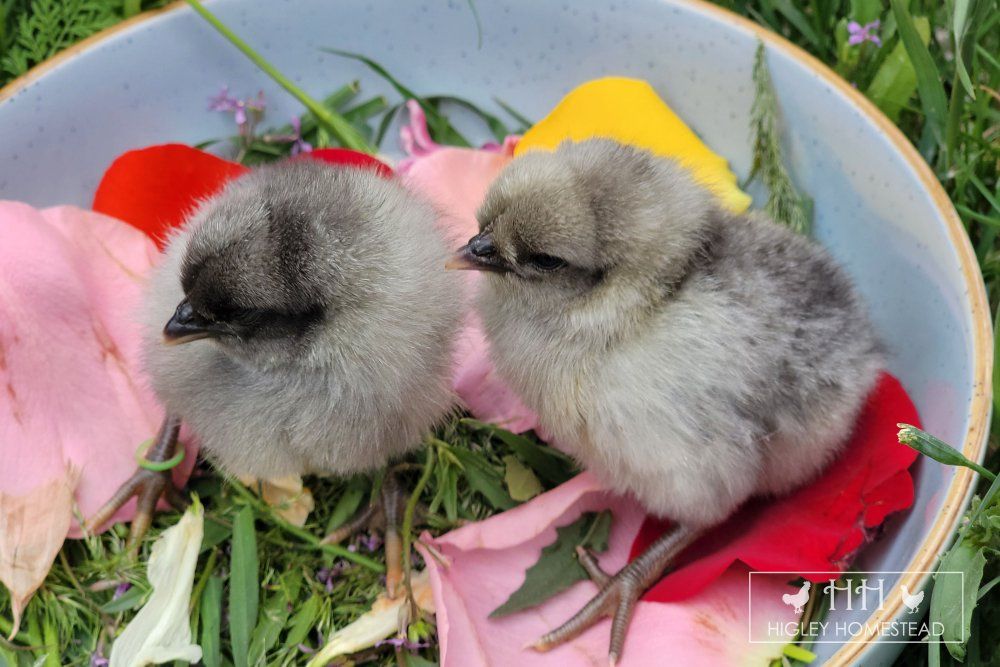 Easter Egger Chicks for Sale!