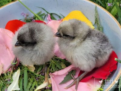 Easter Egger Chicks for Sale!