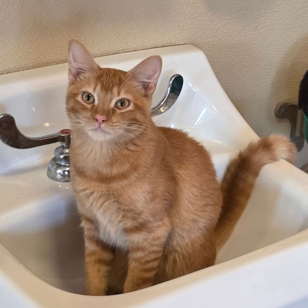Hello my name is Abbott