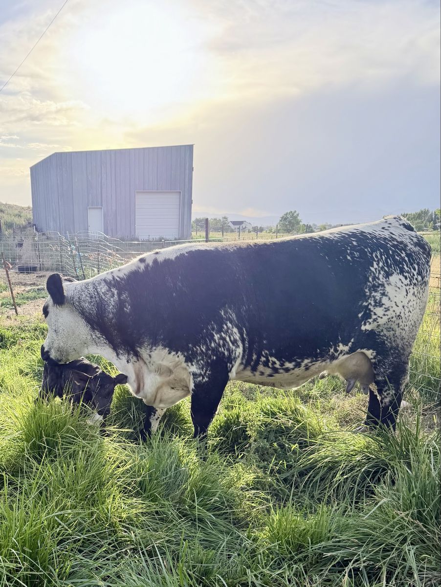 3 Year Old British White Cow With 5 Day Old Angus Cross Steer Calf