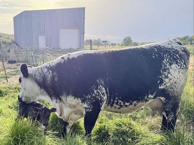 3 Year Old British White Cow With 5 Day Old Angus Cross Steer Calf
