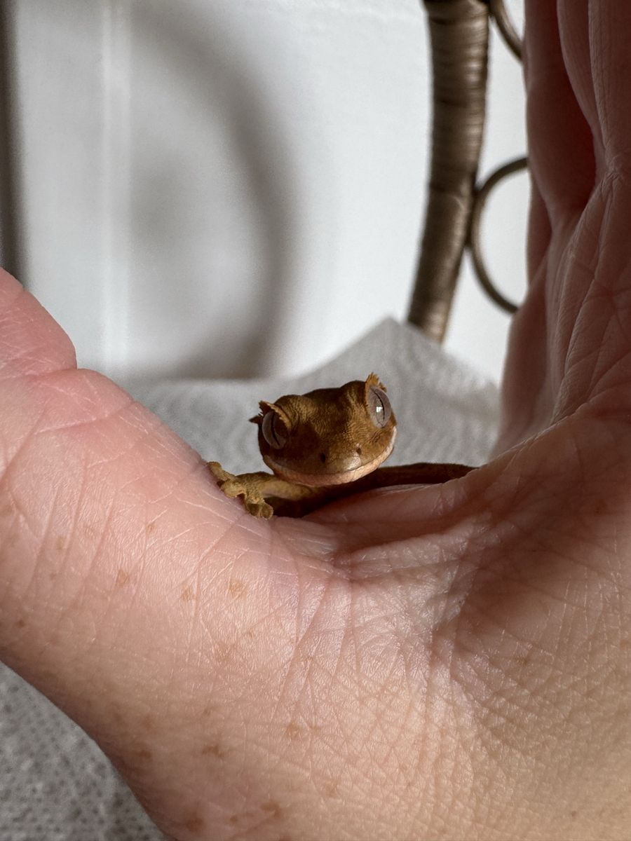 Baby CrEsted Gecko W/ Enclosure