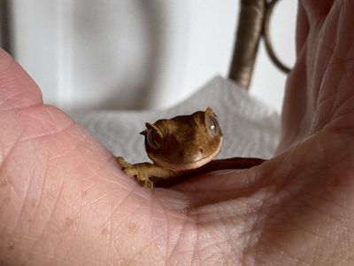 Baby CrEsted Gecko W/ Enclosure