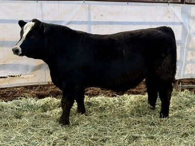 Registered SimAngus Bulls