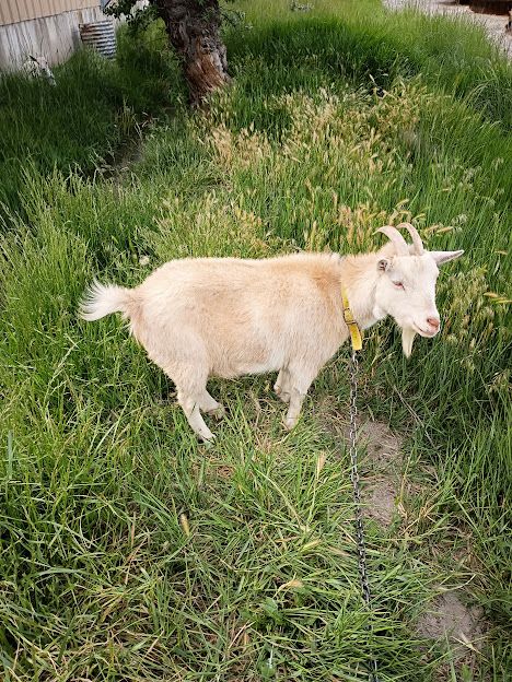 Pygmy Nanny Goat