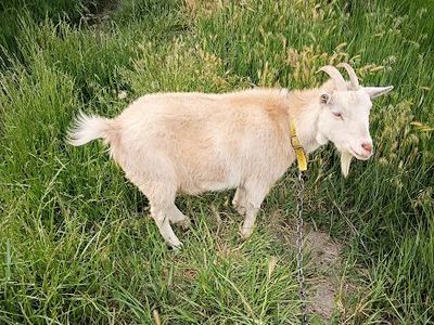 Pygmy Nanny Goat