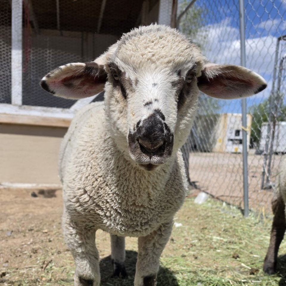 Buck Lamb