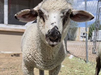 Buck Lamb