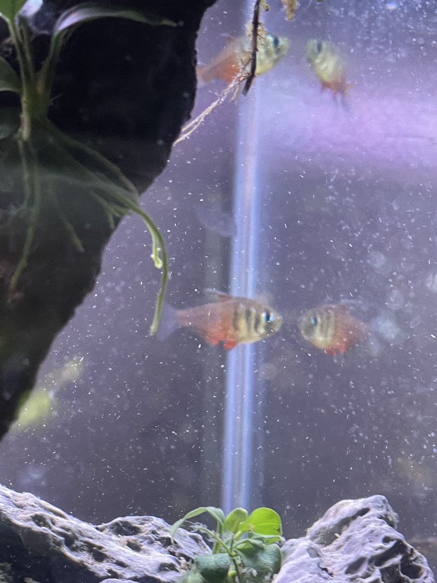 Von rio flame tetras