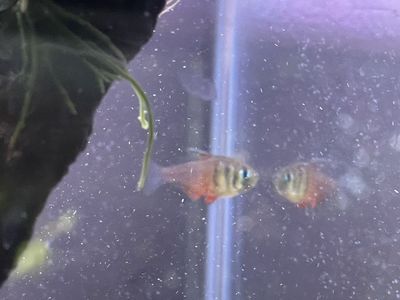 Von rio flame tetras