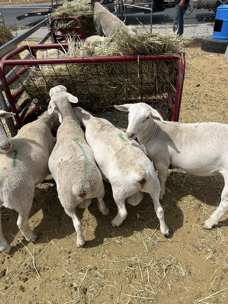 Meat lamb