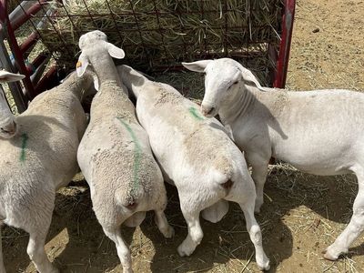 Meat lamb