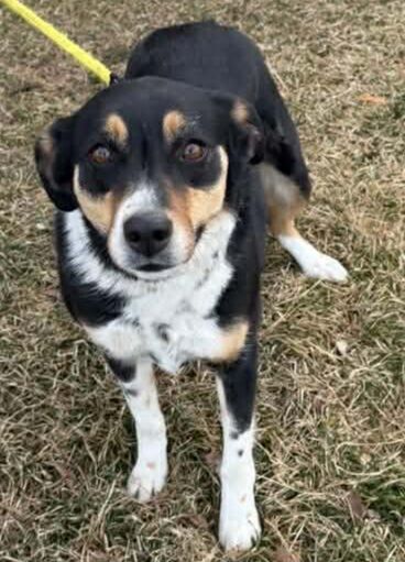 Found Dog: Help Us Reunite with Owner! Brigham City Animal Shelter!