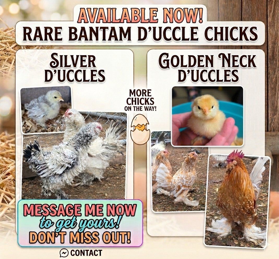 rare D'Uccle chicks