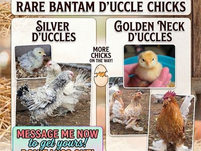 rare D'Uccle chicks