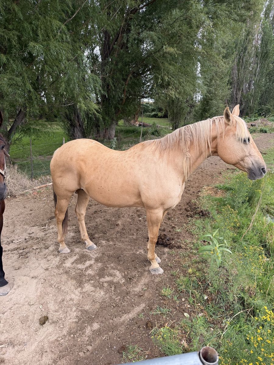 Aqha broodmare