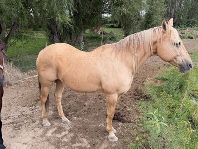 Aqha broodmare